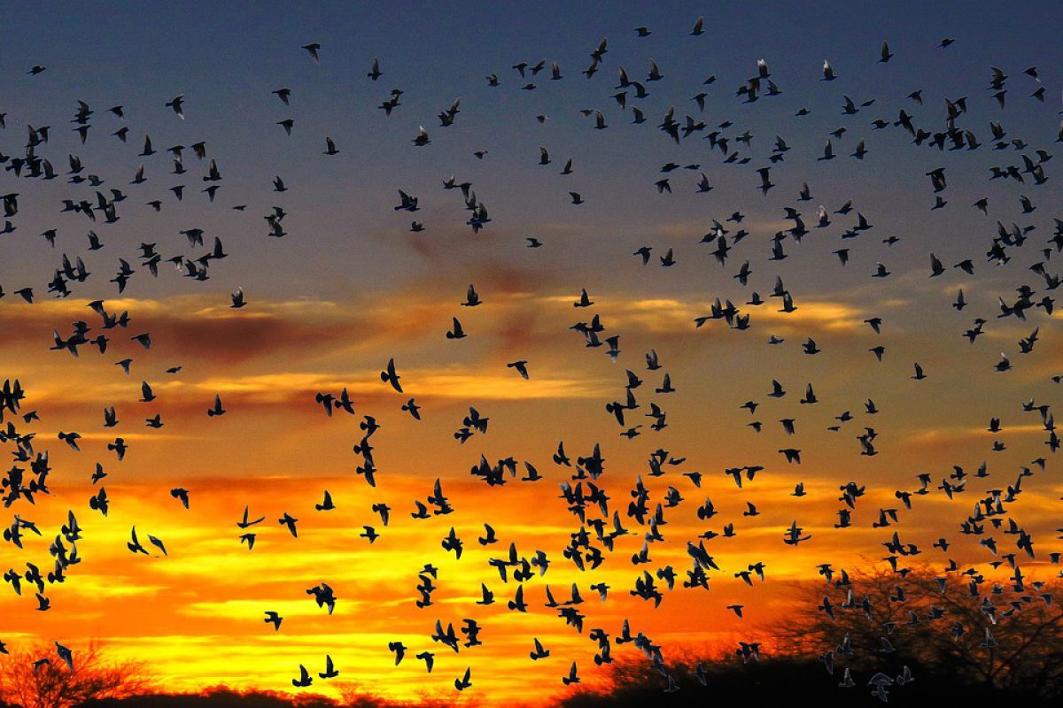 día mundial de las aves migratorias_limarí